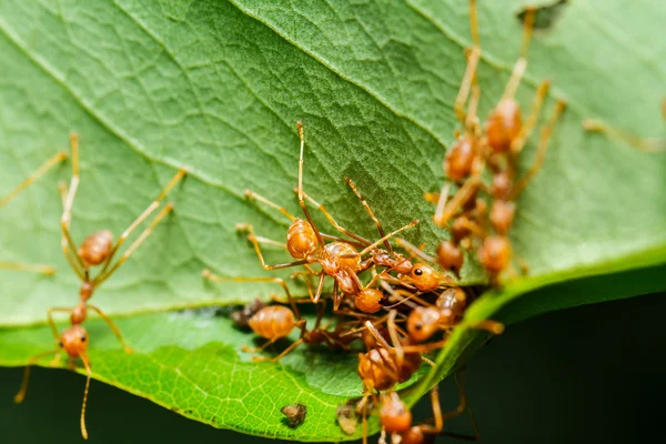 Pracy zespołowej czerwonych mrówek — Zdjęcie stockowe