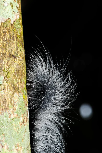 Hairy caterpillars — Stock Photo, Image