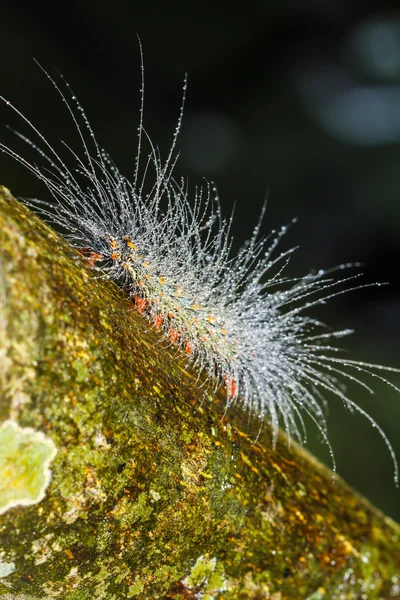 Hairy caterpillars — Stock Photo, Image