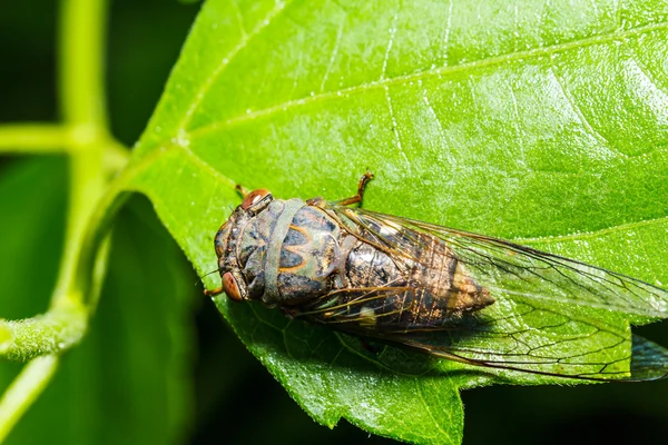 Cicada su foglia verde — Foto Stock