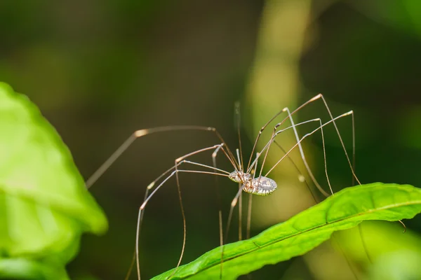 Spinne mit langen Beinen — Stockfoto