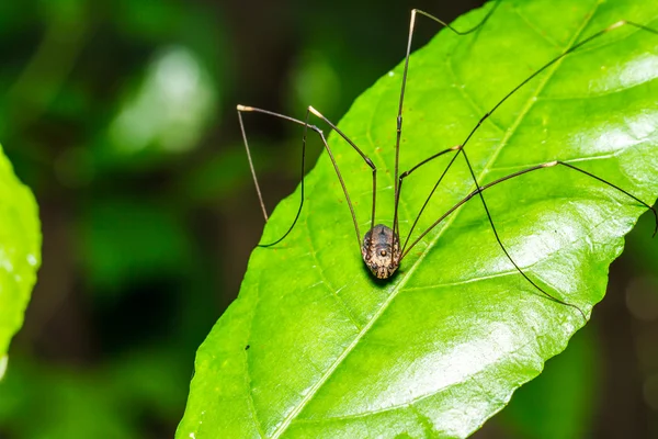 Ragno gambe lunghe — Foto Stock