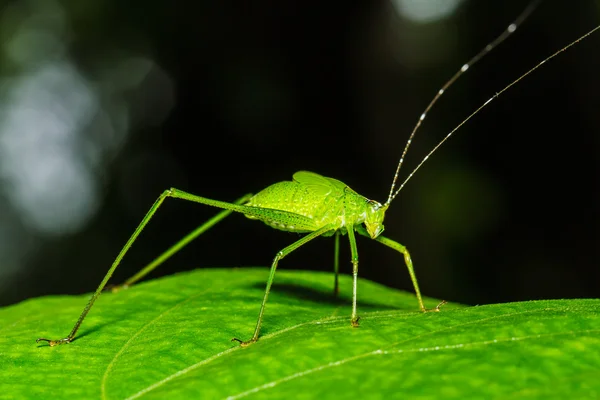 Saltamontes extraños — Foto de Stock