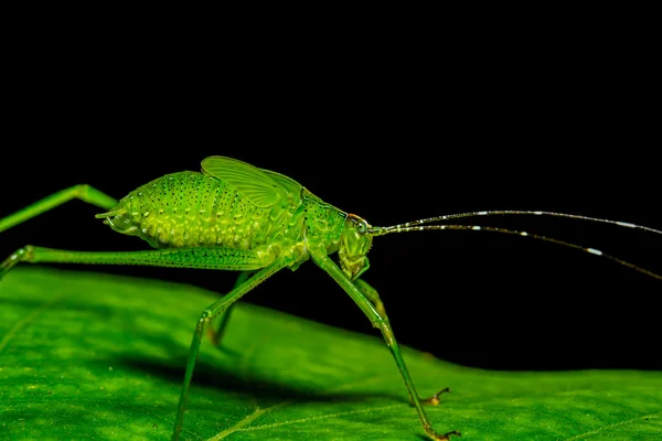 Strana cavalletta — Foto Stock