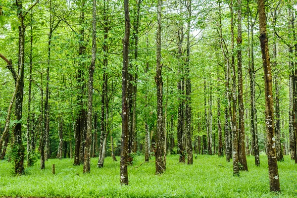 Лес весной — стоковое фото
