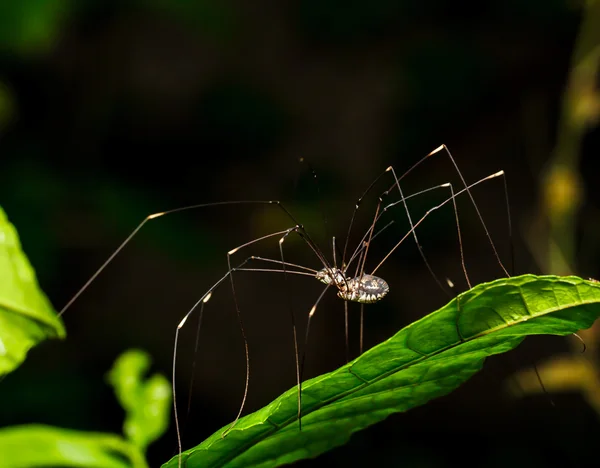 Long legs spider — Stock Image Long legs spider Stock Image