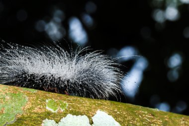 kıllı olan tırtıllar