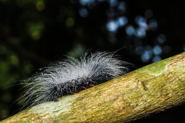 kıllı olan tırtıllar