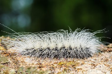 kıllı olan tırtıllar