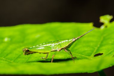  ot yaprağı üzerinde yeşil çekirge