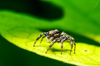 Yeşil yapraklı örümcek
