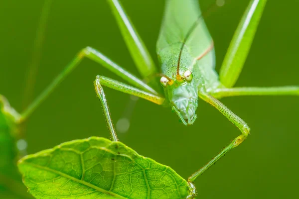 Saltamontes extraños — Foto de Stock