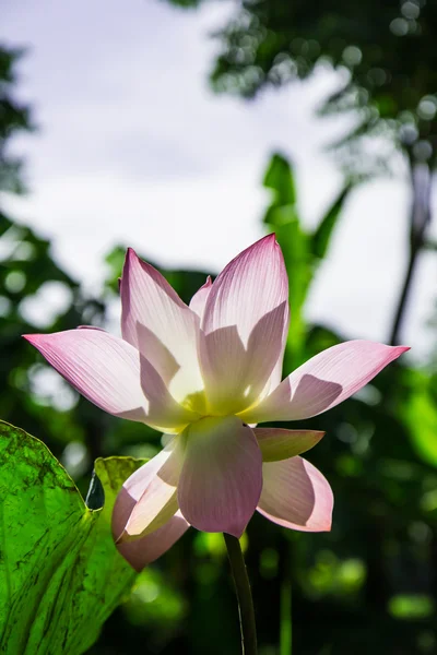 Flor de loto rosa — Foto de Stock