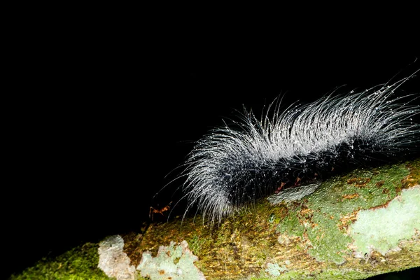 Hairy caterpillars — Stock Photo, Image