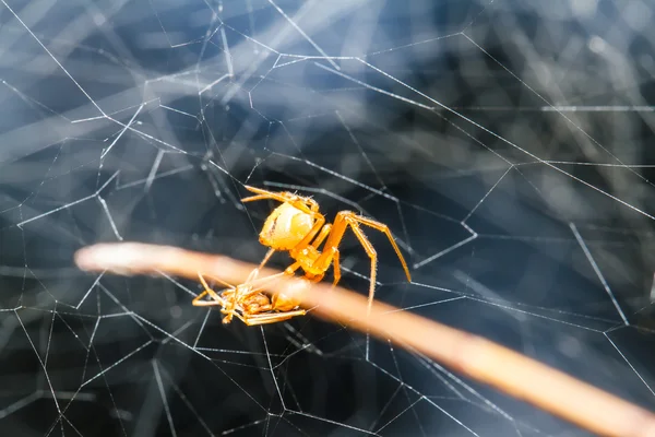초록빛 잎에 있는 거미 — 스톡 사진