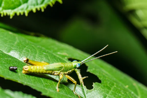 Saltamontes verdes en hoja de hierba — Foto de Stock