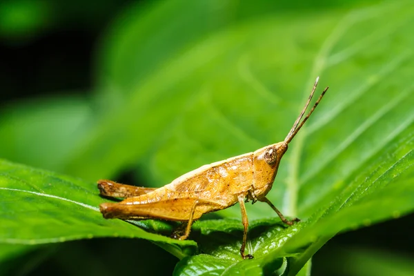 Brown Grasshopper — Stock Photo, Image