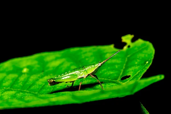 Green grasshopper on grass leaf — Stock Photo, Image