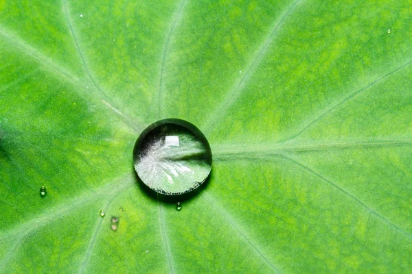 Gouttes d'eau sur les feuilles Bon — Photo