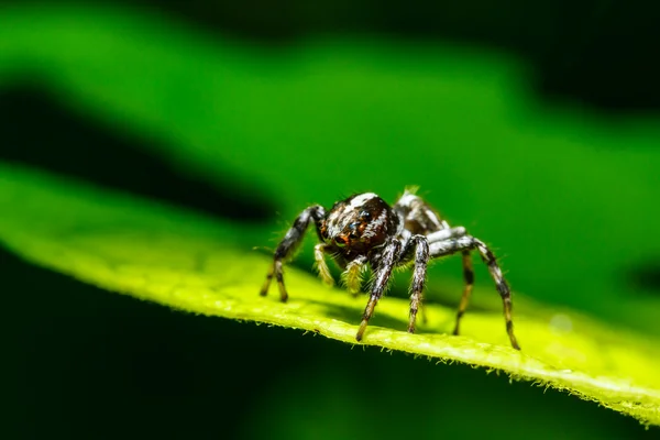 Edderkopp på grønt blad – stockfoto