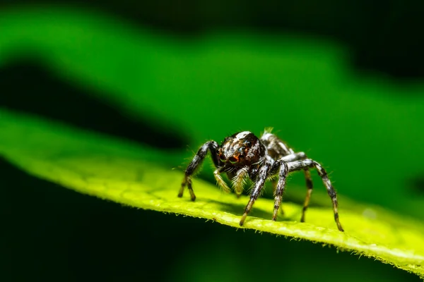 Spindel på gröna blad — Stockfoto