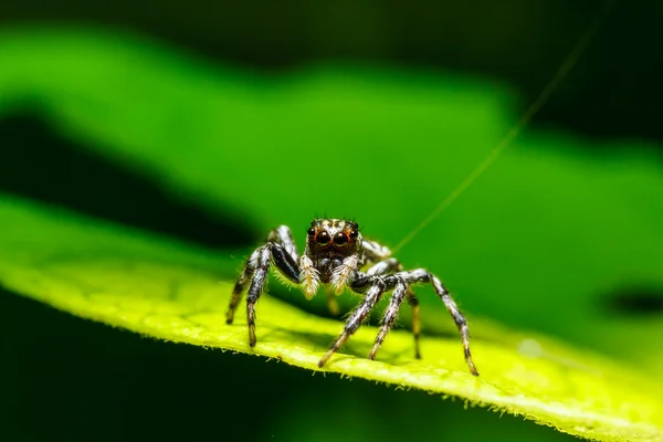 Pavouk na zeleném listu — Stock fotografie