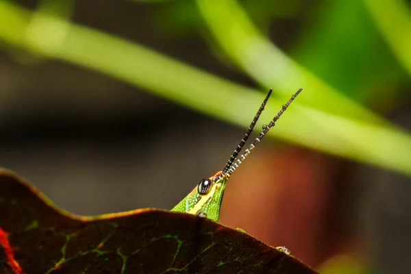 Cavalletta verde su foglia d'erba — Foto Stock