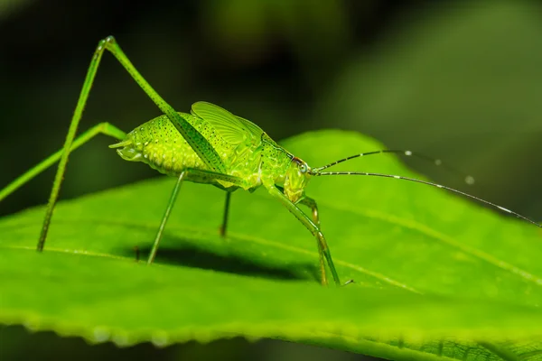 Saltamontes extraños — Foto de Stock