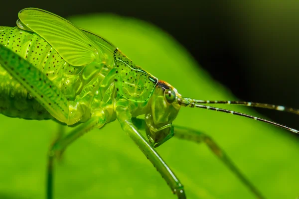 Strange grasshopper — Stock Photo, Image