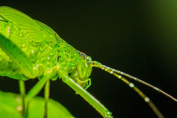 Saltamontes extraños — Foto de Stock