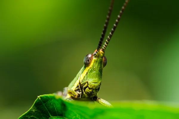 Zelená kobylka na trávě list — Stock fotografie