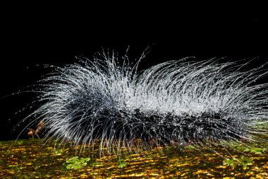 kıllı olan tırtıllar