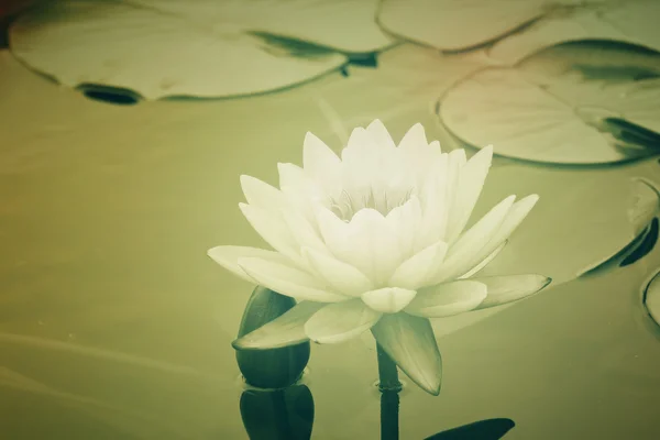 Water Lily in pond — Stock Photo, Image