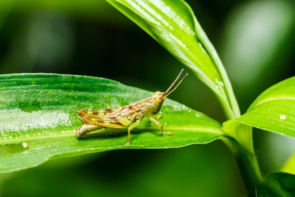 Saltamontes marrón — Foto de Stock