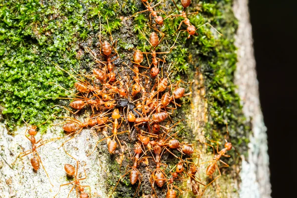 Κόκκινα μυρμήγκια ομαδική εργασία — Φωτογραφία Αρχείου