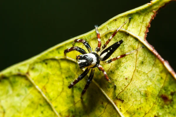 Spin op groen blad — Stockfoto