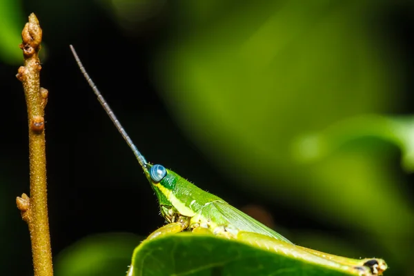 Green grasshopper on grass leaf — Stock Photo, Image
