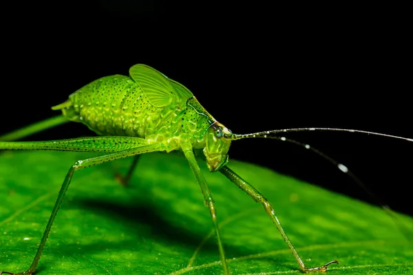 Strana cavalletta — Foto Stock