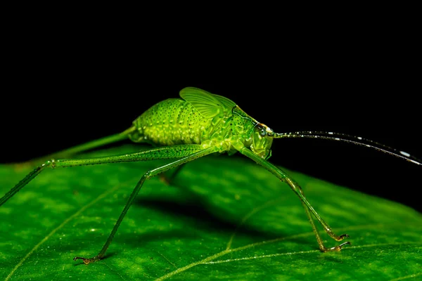 Strange grasshopper — Stock Photo, Image