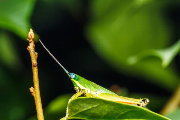 Cavalletta verde su foglia d'erba — Foto Stock