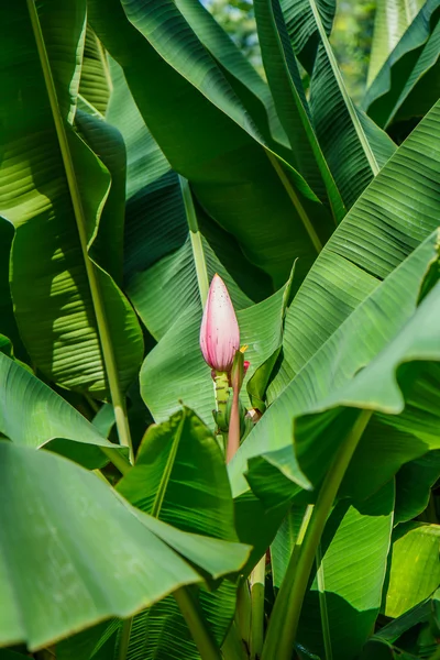 Banana flower — Stock Photo, Image