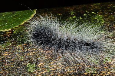 kıllı olan tırtıllar