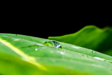 Yeşil yaprağı damla