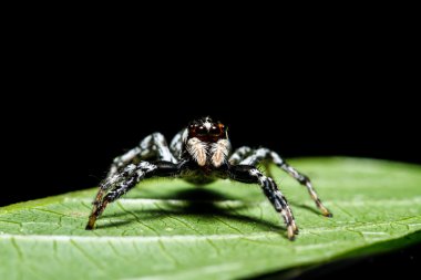 Yeşil yapraklı örümcek