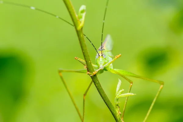 Konstiga gräshoppa — Stockfoto