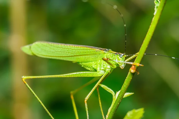Zvláštní kobylka — Stock fotografie