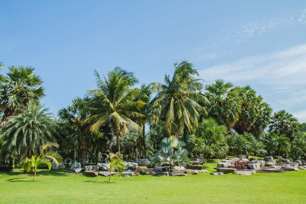 Jardim de flores — Fotografia de Stock