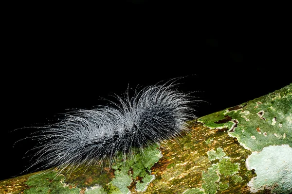 Lagartas peludas — Fotografia de Stock