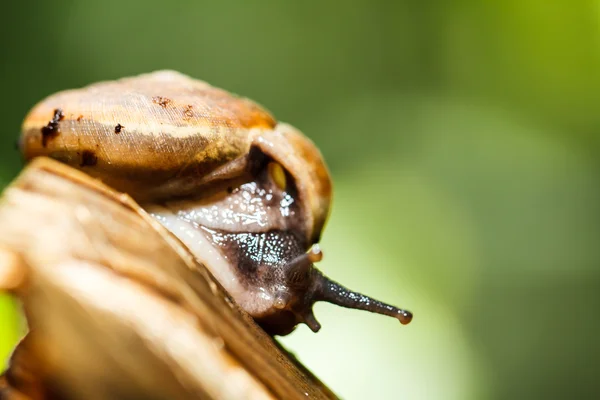 Schnecke — Stockfoto