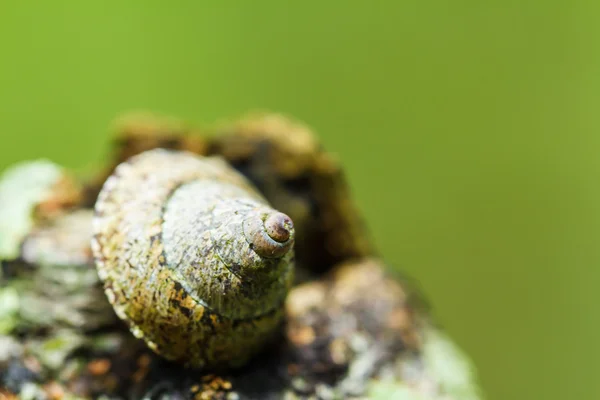 Schnecke — Stockfoto